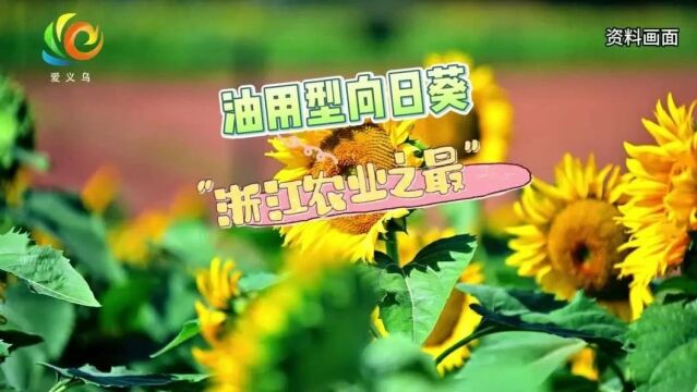 义乌全市!今天开始,入户登记!