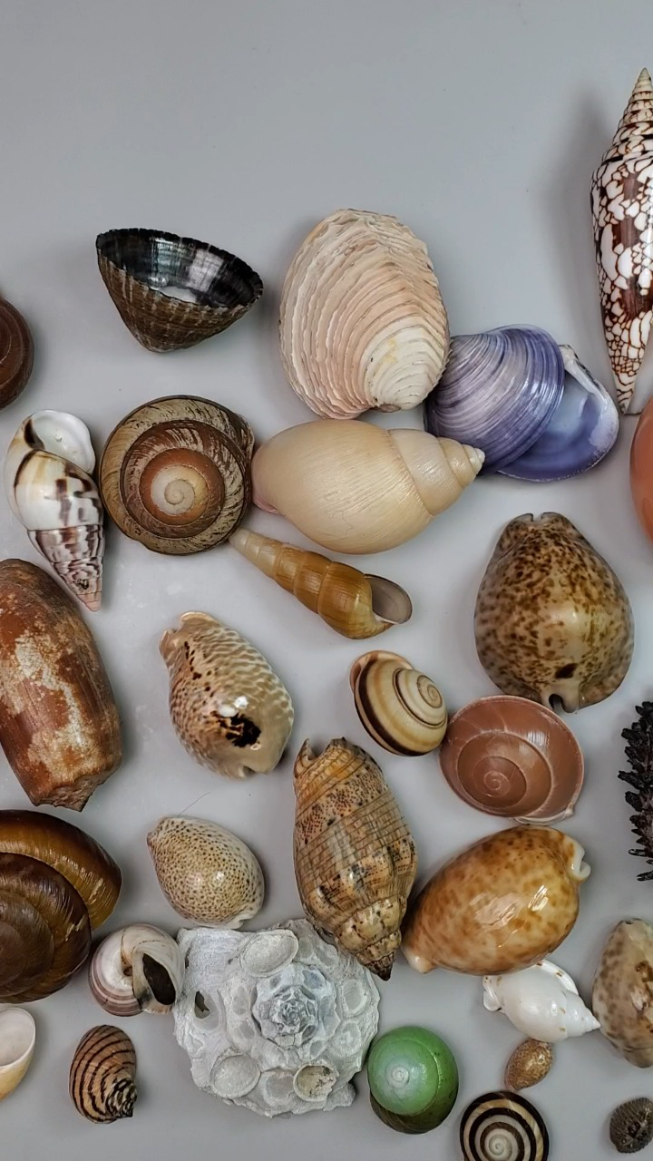 258介绍一批贝壳