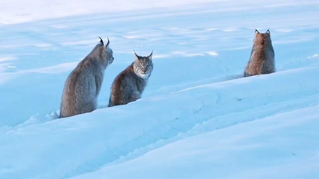 今天在路上偶遇了大猫,谁知道这是什么猫#舍利 #野生动物零距离 #治愈系