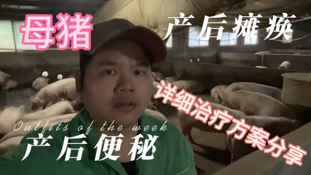 母猪产后瘫痪,产后便秘怎么办?具体方案反复观看.