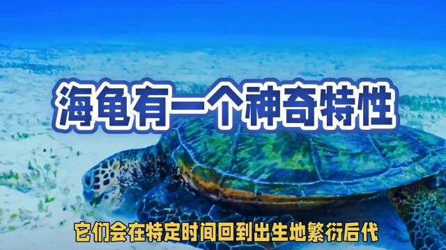 海龟神奇特性:回到出生地繁衍后代