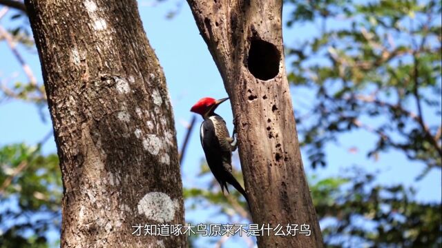 被骗了这么久才知道,啄木鸟原来不是什么好鸟,看完后涨知识了