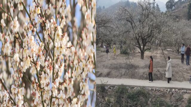 傲然绽放挺立枝头!福建各地梅花盛开生机盎然 吸引游客拍照打卡