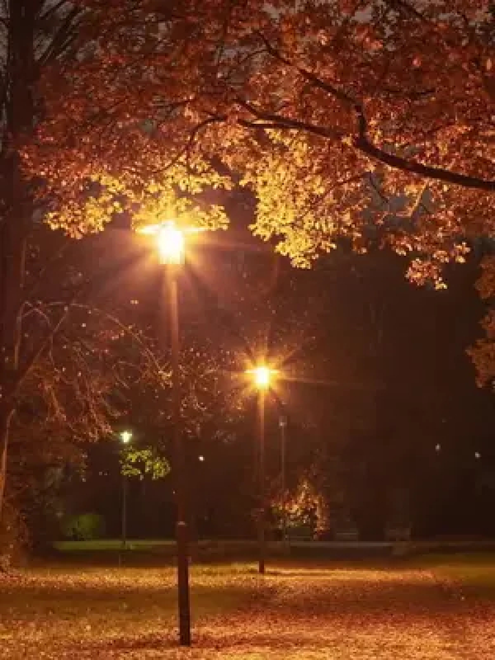 愿你天黑有灯下雨有伞 #秋天落叶 #路灯下