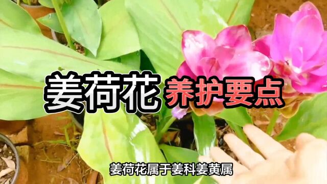 姜荷花养护要点