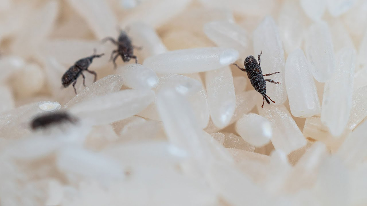 大米里的黑色虫子是哪来的,米桶密不透风,它们是怎么进去的