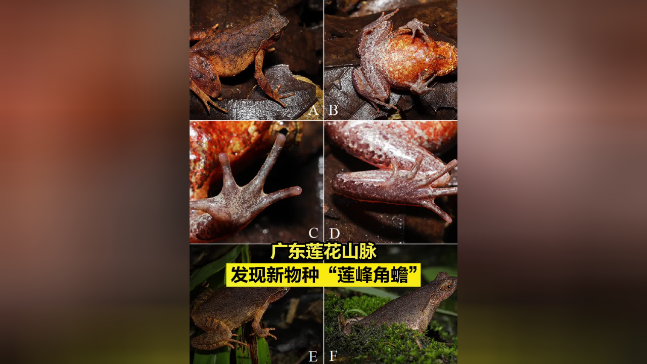 广东莲花山脉发现新物种"莲峰角蟾"