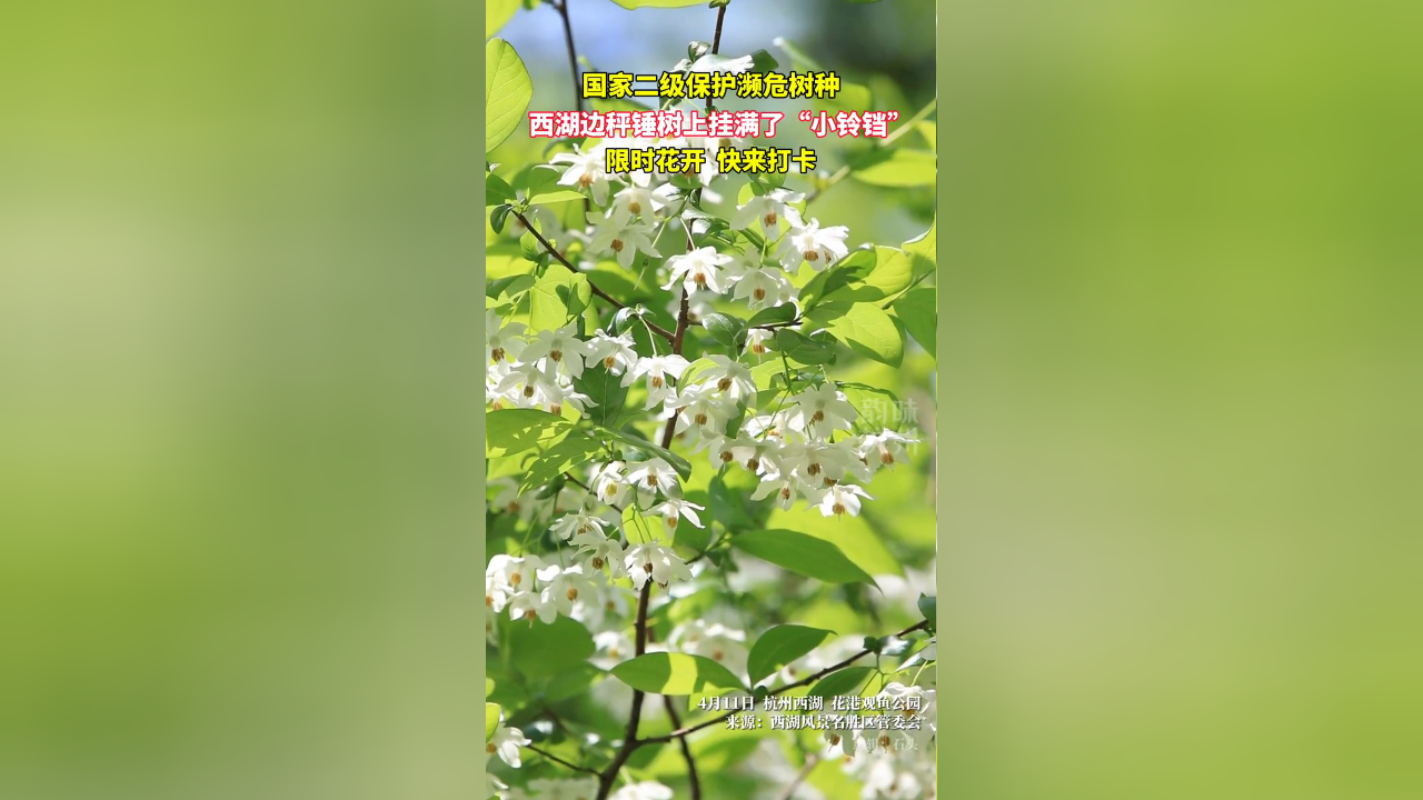 花港观鱼公园的秤锤树开花了,花期有限,快来打卡!