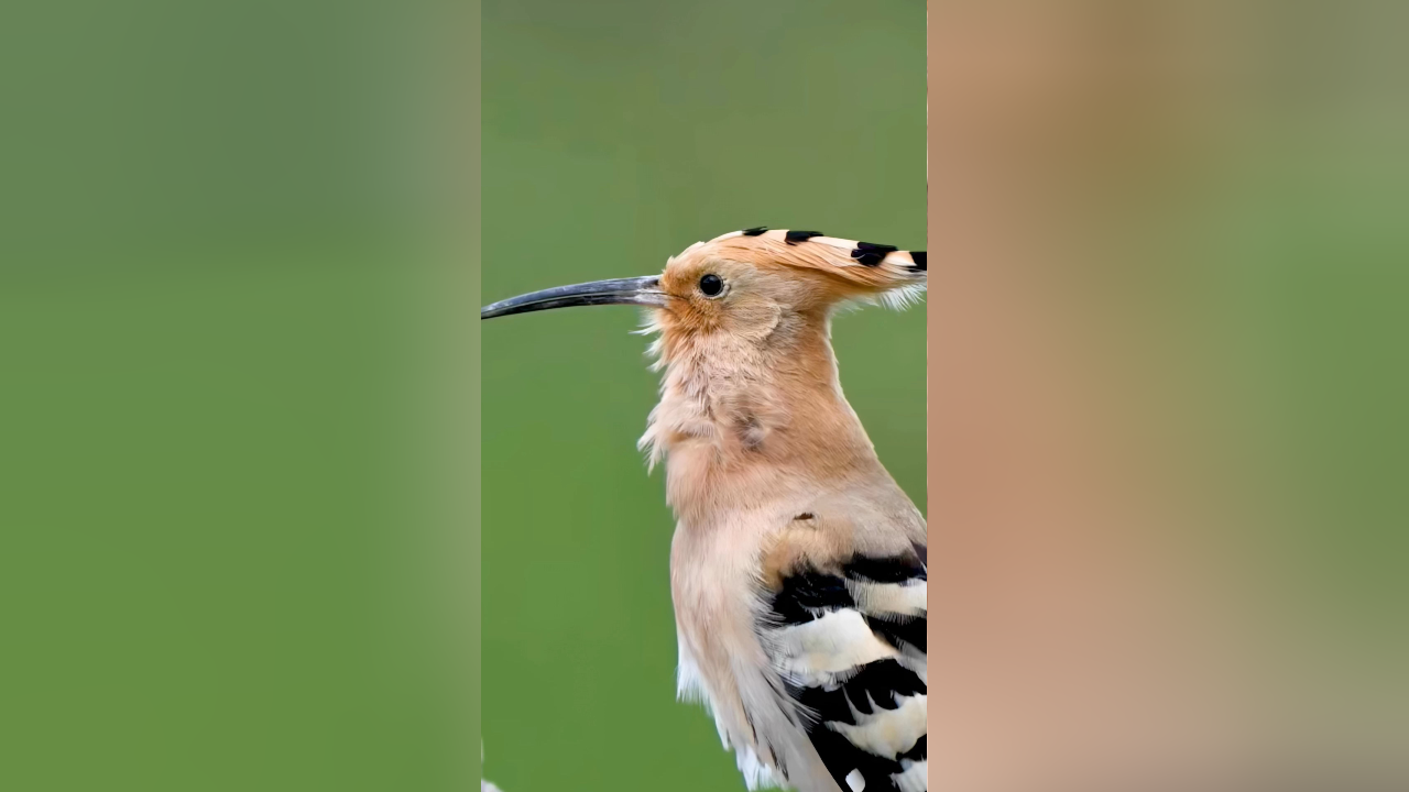 瞧这只"戴胜鸟"魔性的叫声,长长的尖嘴,咕咕的歌唱,向它的同伴诉说着