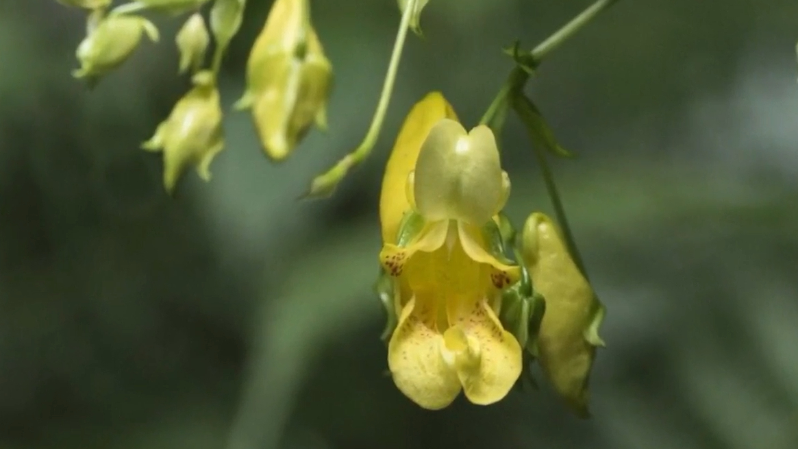 贵州发现新物种"北盘江凤仙花"