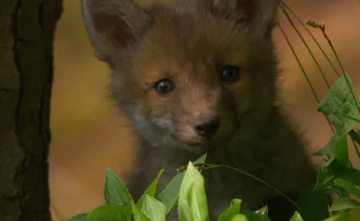 赤狐宝宝跑出巢穴,狼嗅到了它的气味,它能否躲过狼的追捕