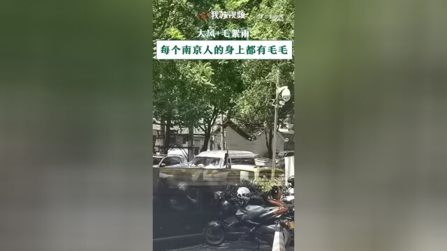 每个南京人的身上都有毛毛!南京大风叠加毛絮雨,网友叫苦不迭