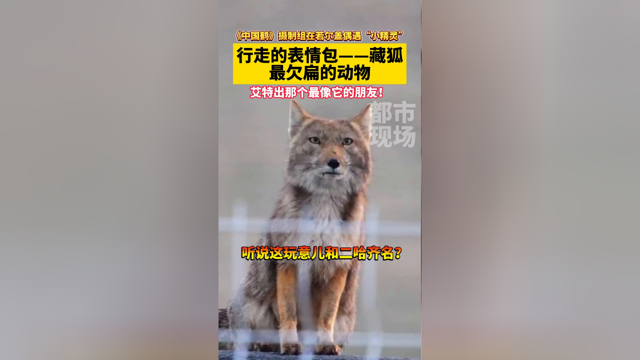 行走的表情包——藏狐,最欠扁的动物