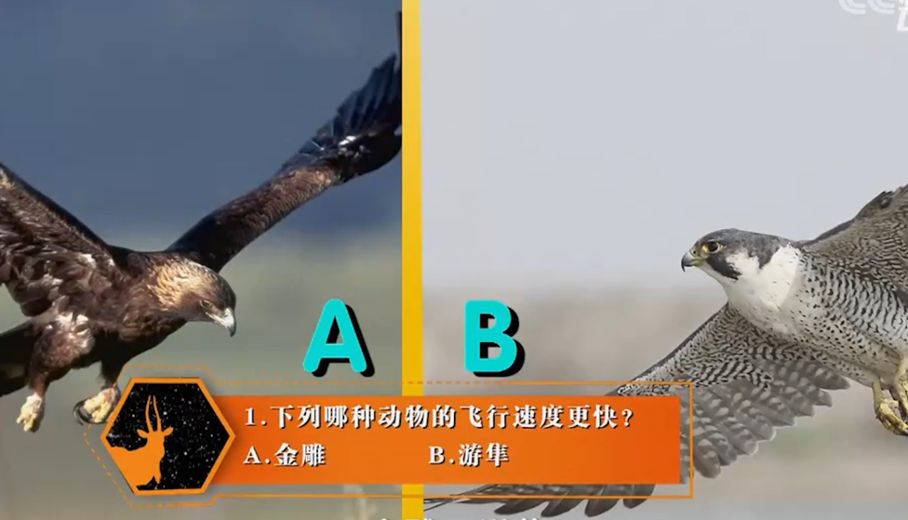 金雕和游隼,谁的飞行速度更快呢?