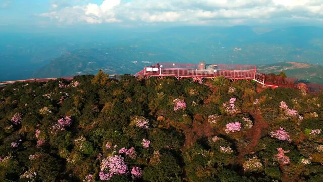 美好生活在云南|鲁甸轿顶山:千亩杜鹃绽放,美景美食醉游人