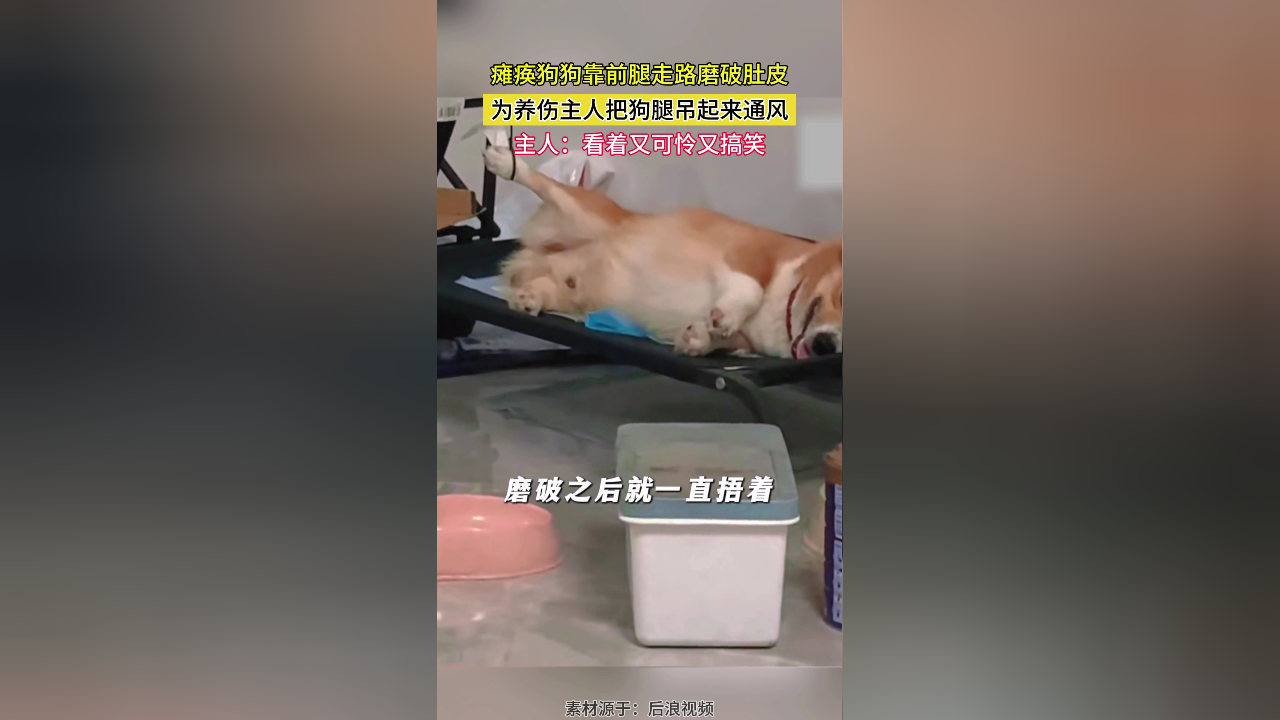 为养伤主人把狗腿吊起来通风 主人:看着又可怜又搞笑