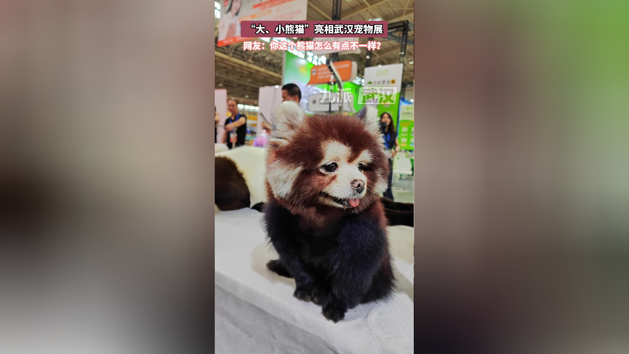 摊主给狗狗画"熊猫妆":网友:你这个"熊猫"怎么"狗里狗气"的?