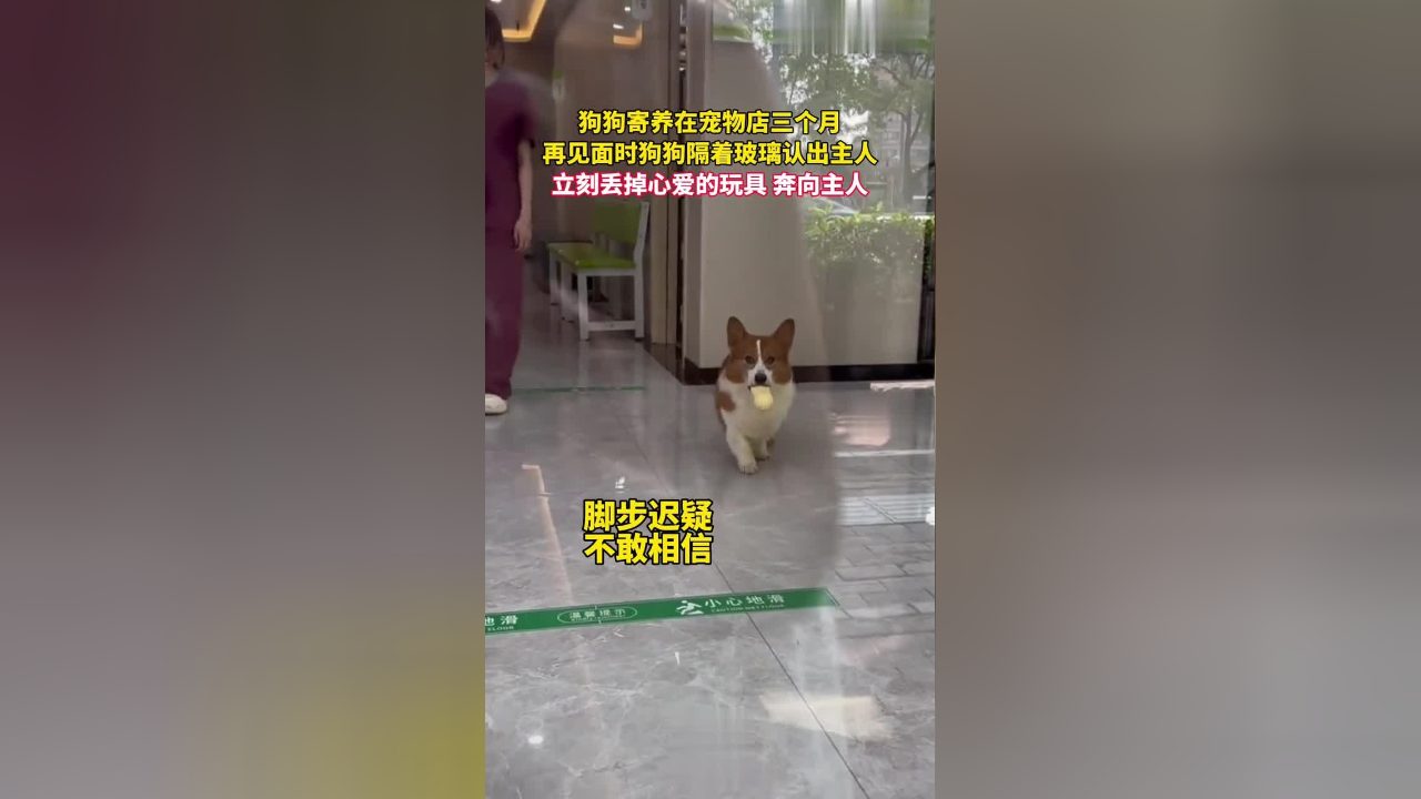狗狗寄养在宠物店三个月再见面时狗狗隔着玻璃认出主人立刻丢掉心爱的
