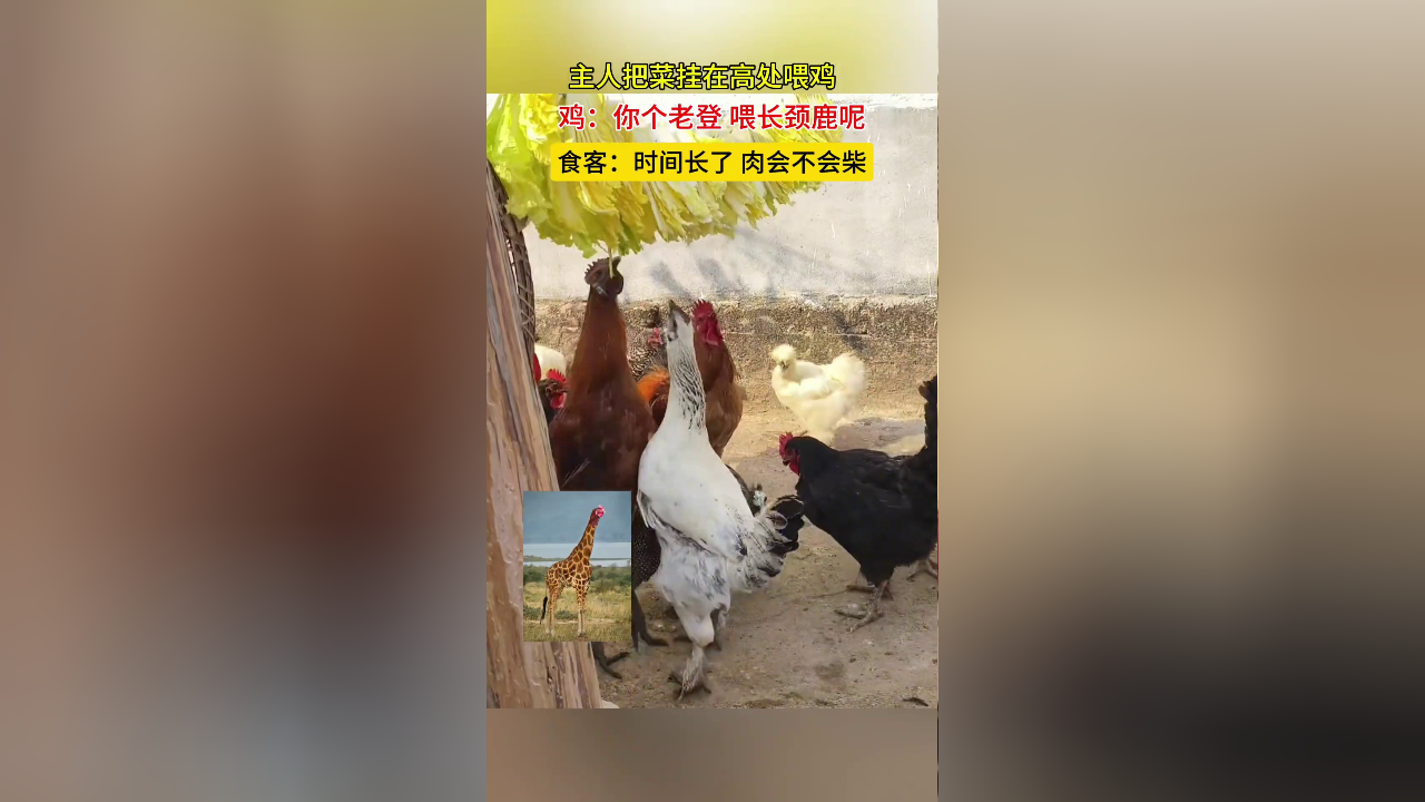 主人把菜挂在高处喂鸡,鸡:喂长颈鹿呢?食客:时间长了肉会不会柴