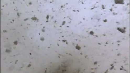 戴拿奥特曼[普通话版] 39集