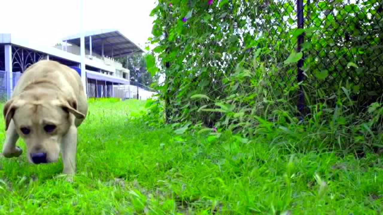 警花与警犬 28集