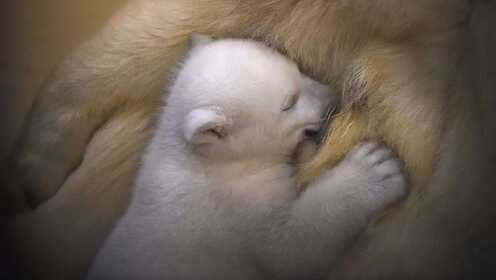 太萌了！你见过刚出生不久的小北极熊吗