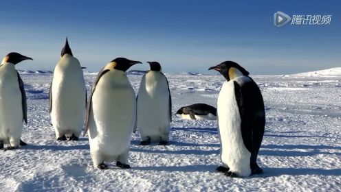 拍出007的国家果然不一样，你能看出哪只企鹅是假的吗？