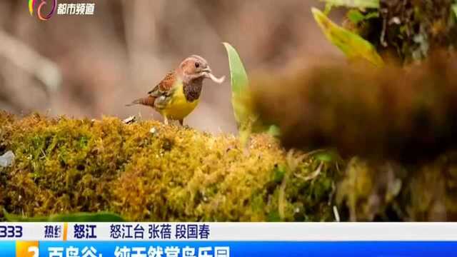 百鸟谷:纯天然赏鸟乐园