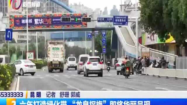 昆明又添“网红”道路 腊月“梅花大道”即将呈现