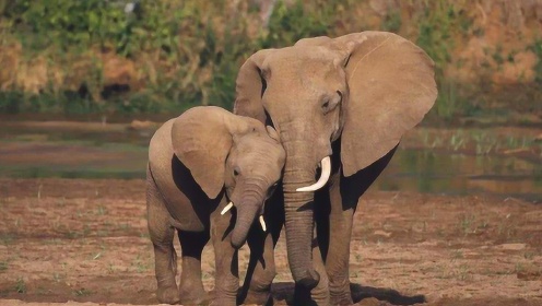 大象鼻子能轻松卷起上吨重物体，公象成年就会独自生活