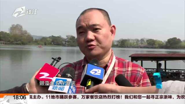 西湖里出现一团团黄绿色“青苔”? 这是水质好的表现