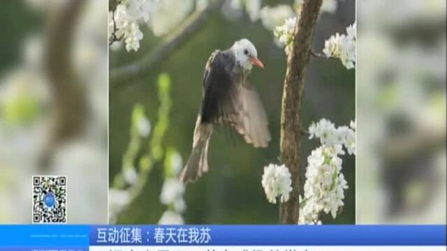 春天在我苏:无锡惠山景区——花鸟成趣共赏春