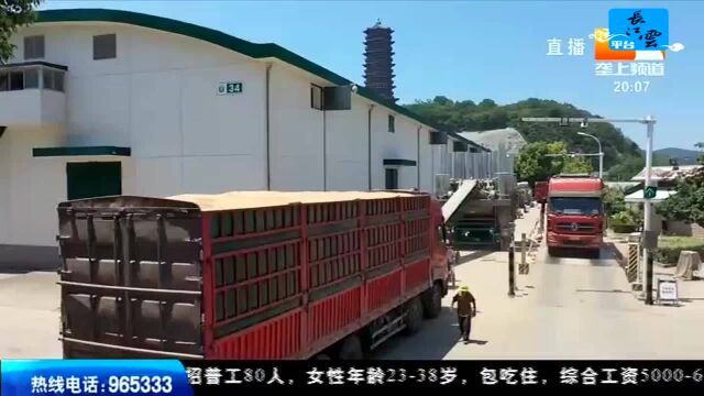 优质新麦大量上市 托市收购保农民收入