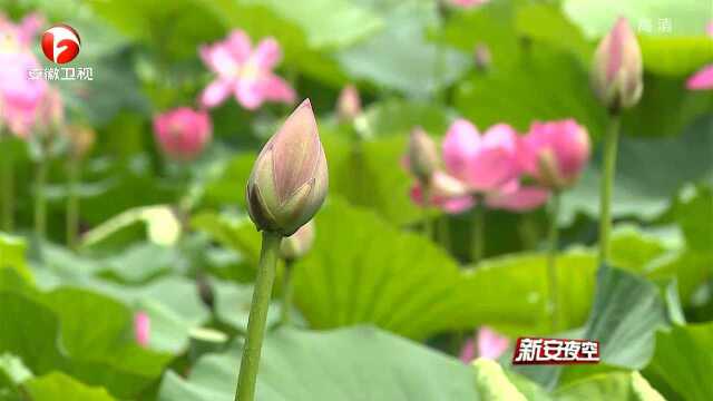 高邮湖畔 千亩野生红莲竞相绽放