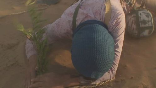 《沙漠情深之五月花开》第1集01：榆州治沙女兵为了保护幼树苗，与风沙搏斗了两天两夜