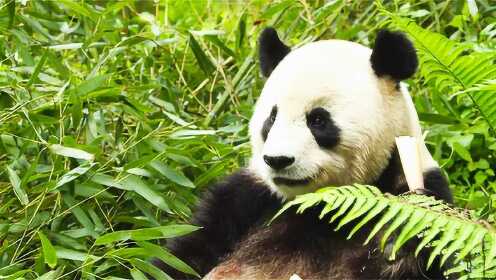 大熊猫才是“吃播界的天花板”，连找对象都放不下竹子