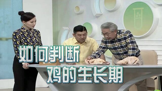 码住!如何分辨冷鲜鸡的品种和生长期