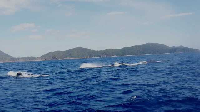 Precious Humpback Whale in Amami