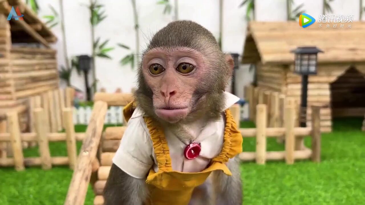 萌宠小猴子日常生活_腾讯视频
