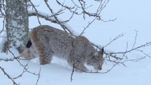 穿着雪地靴的伏击捕食者猞猁的森林奇遇