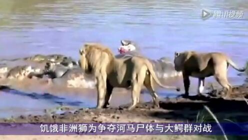 饥饿非洲狮为争夺河马尸体与大鳄群对战