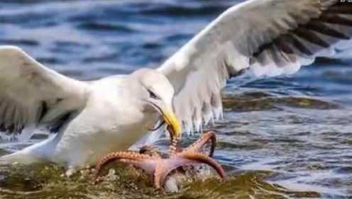 海鸥捕食章鱼画面     鱼鸟激烈搏斗