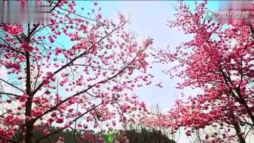 视频: 台湾风景纪录片- 发现美丽台湾之春夏秋冬