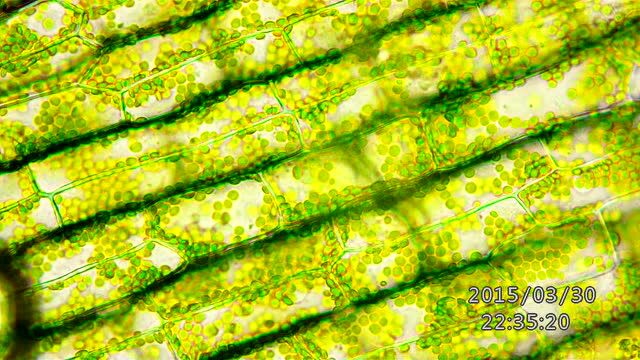 叶绿体的流动-高清视频
