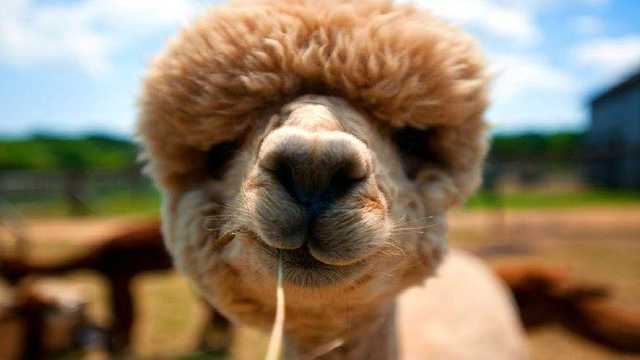 忍不住去喂草泥马这吃东西的动作加上天生的喜感表情