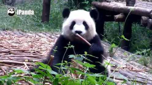 大熊猫的悠闲生活！好羡慕它们！