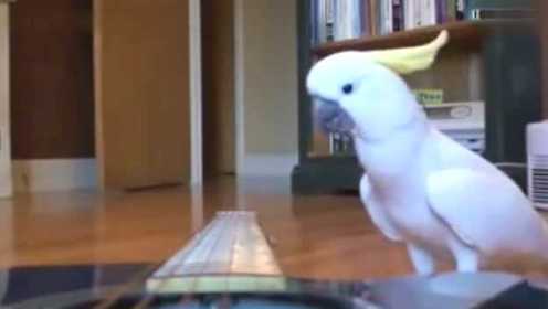 不安分的鸟：10大搞笑鹦鹉视频集锦