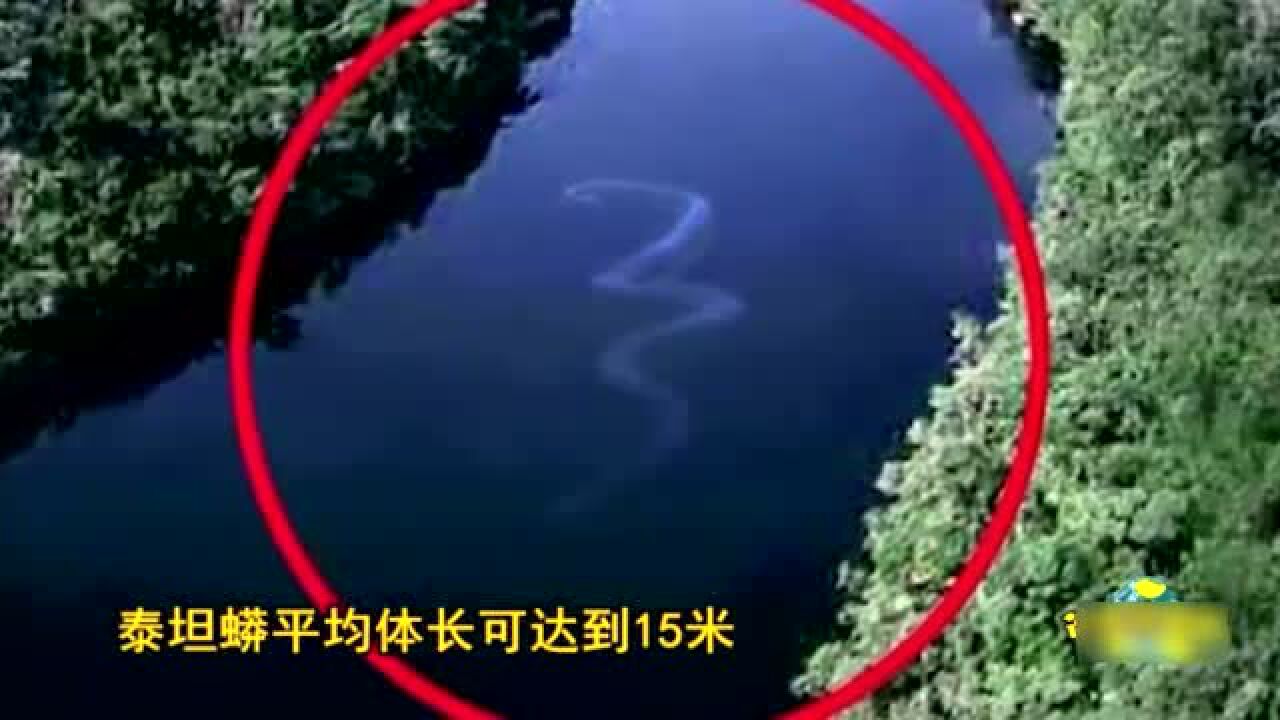 泰坦巨蟒是世界上已知的最大的蛇!_高清1080P在线观看平台_腾讯视频