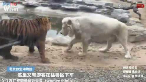 白狮 老虎 狗 动物园的跨界三姐妹和谐一家亲