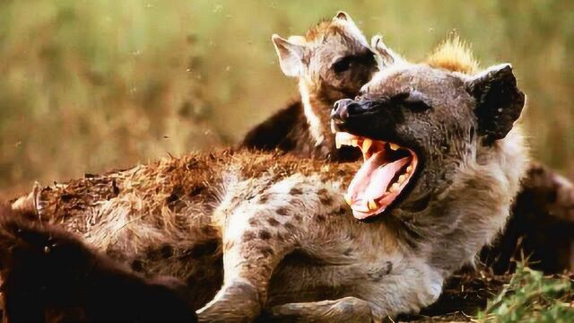 非洲二哥鬣狗搞内讧竟然被同族活活咬烂脑袋